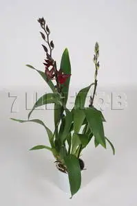 Колманара Massai Red