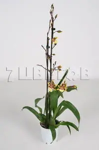 Колманара Yellow King