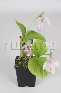 Киприпедиум Formosanum