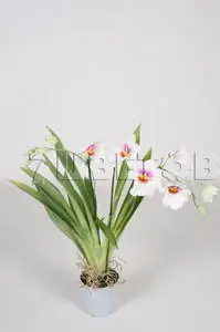 White Summer Tania