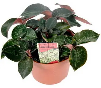 Anoectoculus