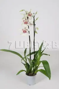Beallara Tahoma Glacier Green