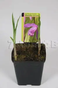 Bletilla striata