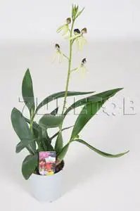 Encyclia Octopussy