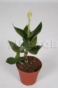 Ludisia discolor Jade Velvet