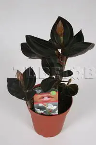 Ludisia Red Velvet