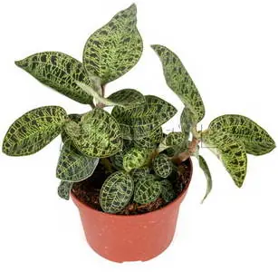 Macodes petola