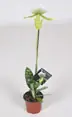 Paphiopedilum bloem