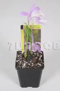 Pleione Formosana