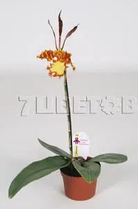 Psychopsis Mariposa