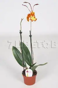 Psychopsis Mariposa