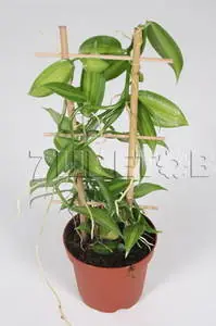 Vanilla planifolia Rek