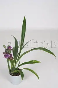 Zygopetalum