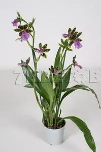 Zygopetalum