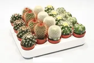 Кактус Микс