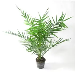 Финик Канарский