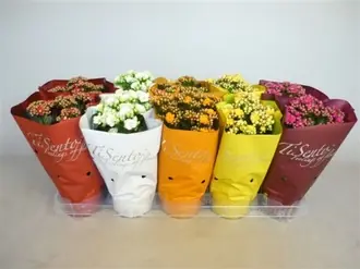 Каланхое Каландива Тисенто