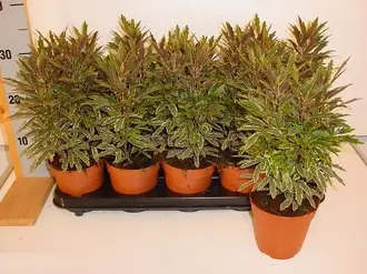 Дизиготека Бьянка
