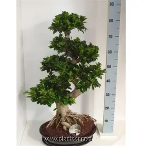 Фикус Микрокарпа Гинсенг в Бонсай