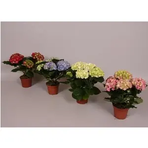 Гидрангея Микс 3-5 ст