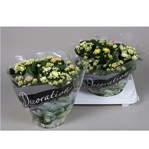 Каланхое Каландива Микс