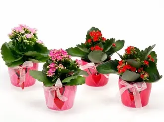 Каланхое Микс в E 4543
