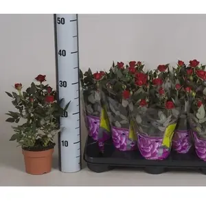 Роза Кордана красная