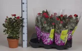 Роза Патио красная