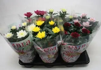 Хризантема Зембла Микс 5ст