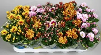 Хризантема Спешл Микс