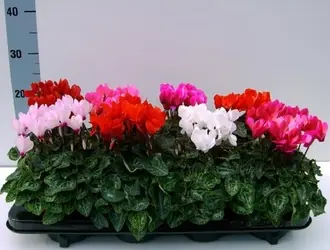 Цикламен Супер Серия