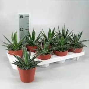 Агава