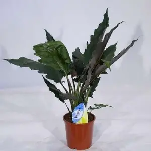 Алоказия Лотербахиана