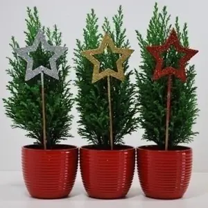Хамаекипарис Эльвуди в керамике со звездой
