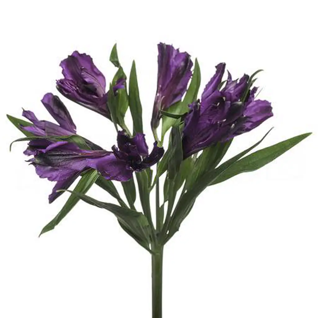 Альстромерия аматиста