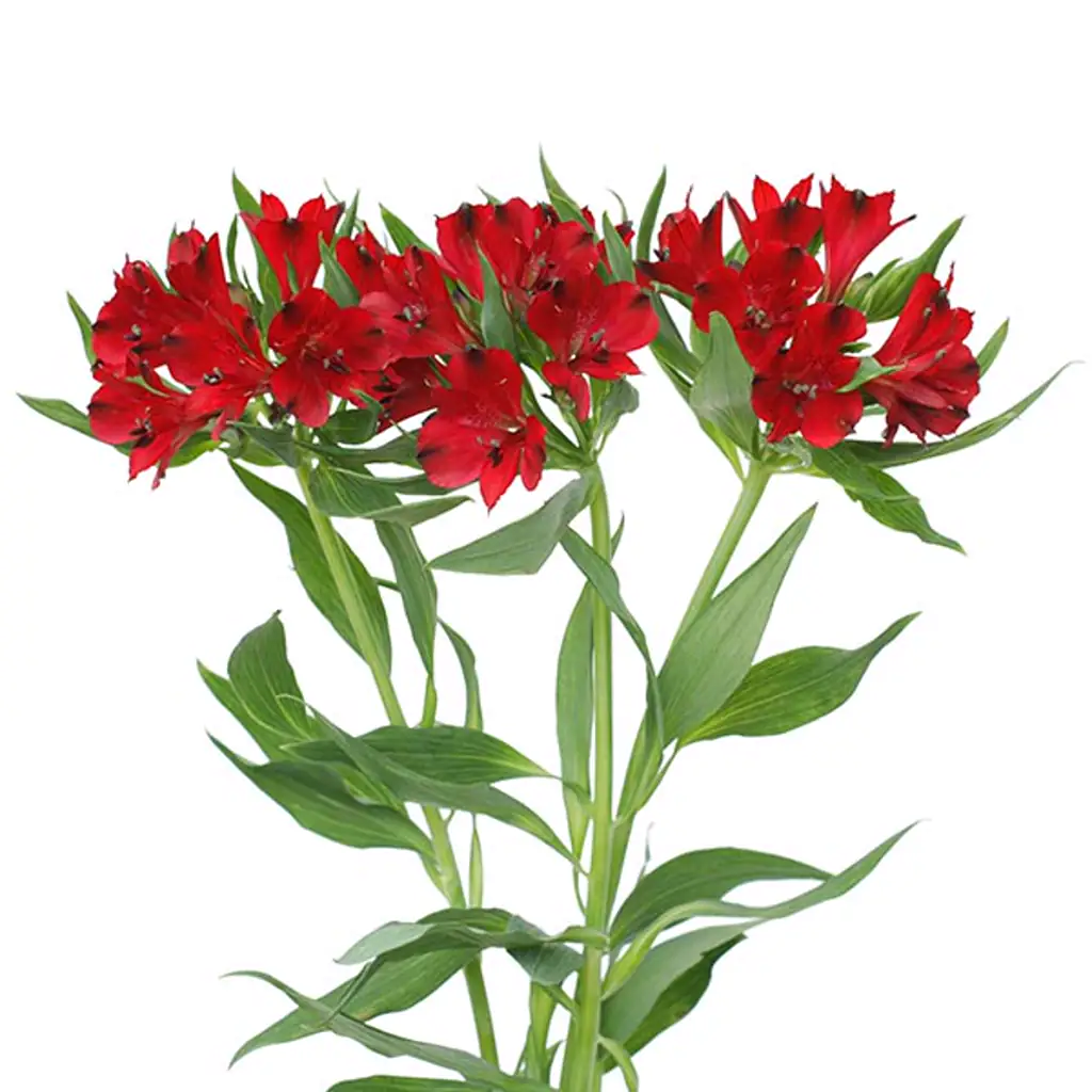 Альстромерия красная