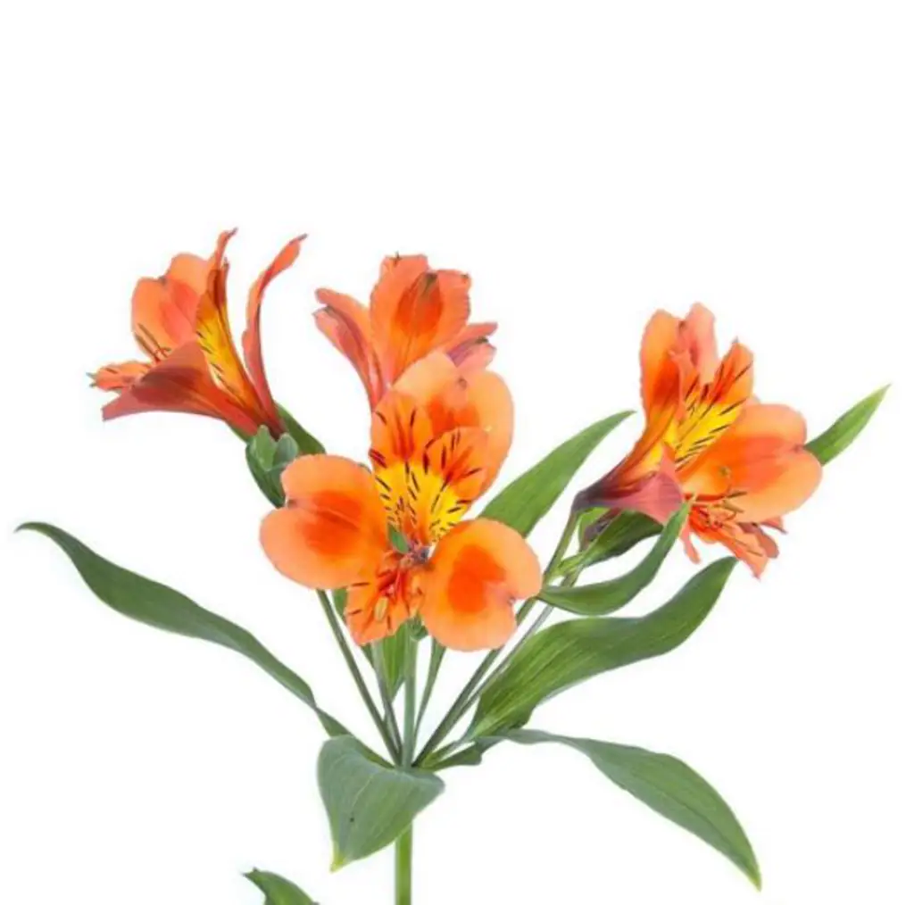 Альстромерия оранж принцесс