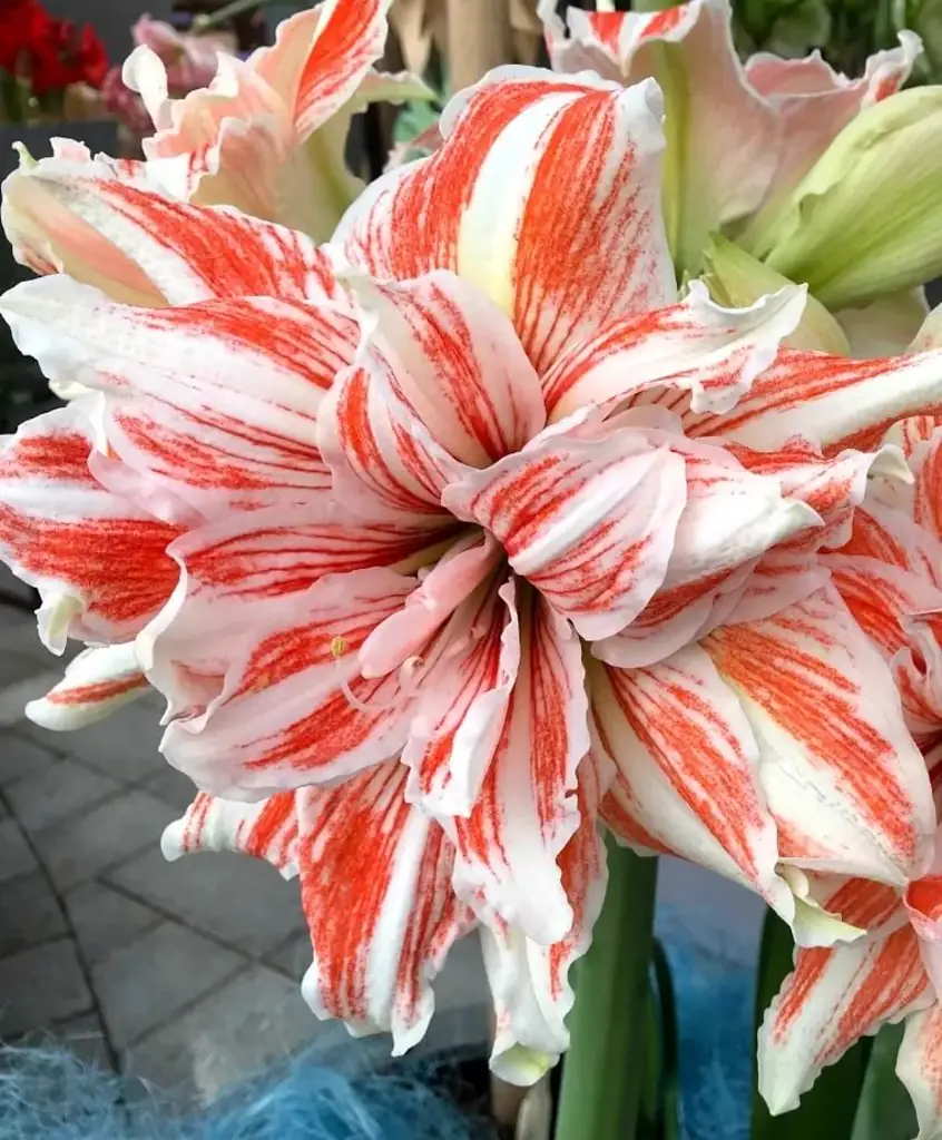 Амариллис мега стар