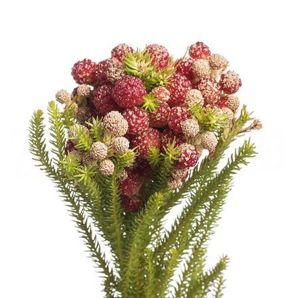 Берцелия строберри