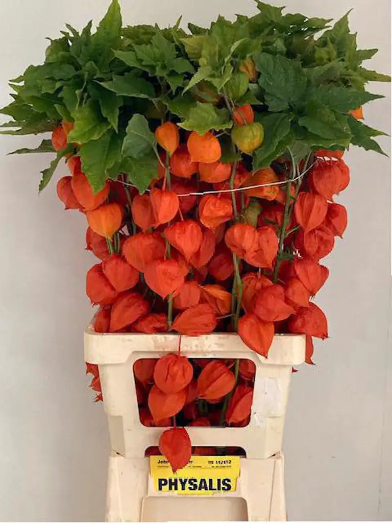 Физалис лампион