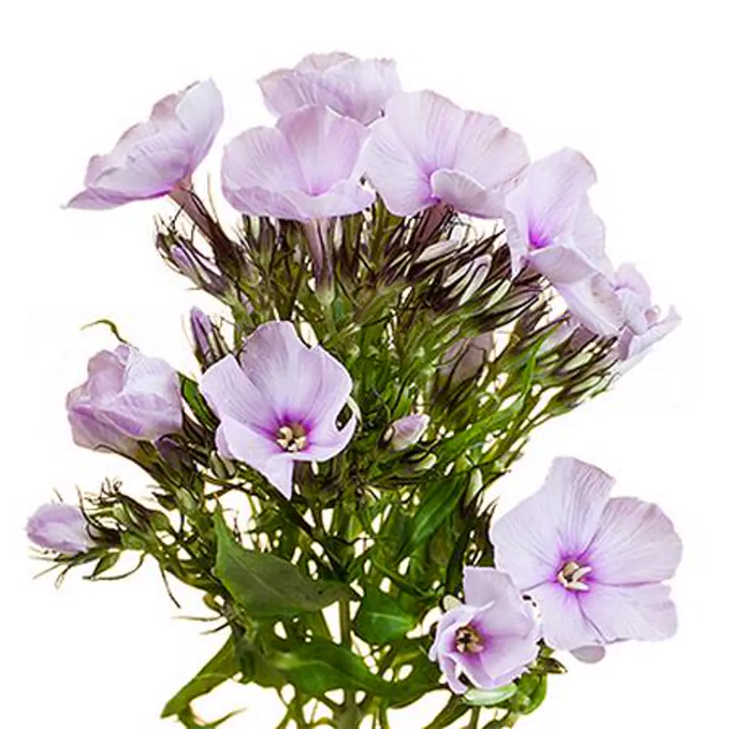 Флокс брайт айз