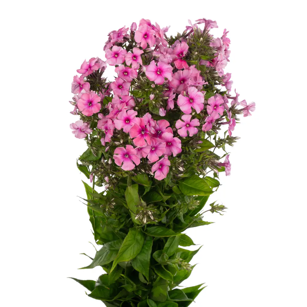 Флокс кики