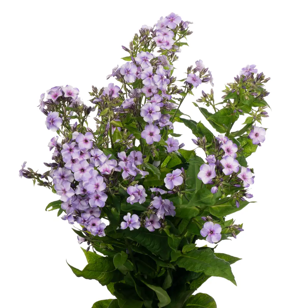 Флокс сиреневый
