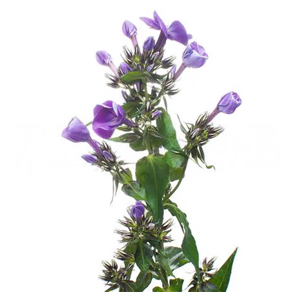 Флокс скай айс