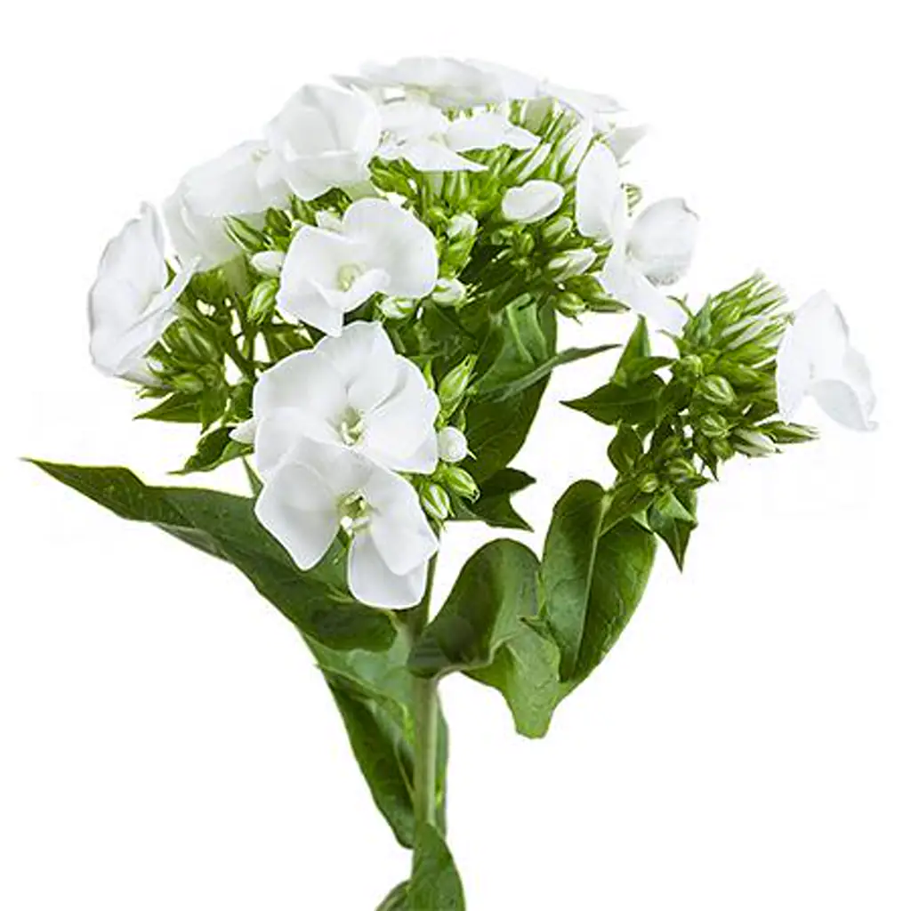 Флокс уайт кэп