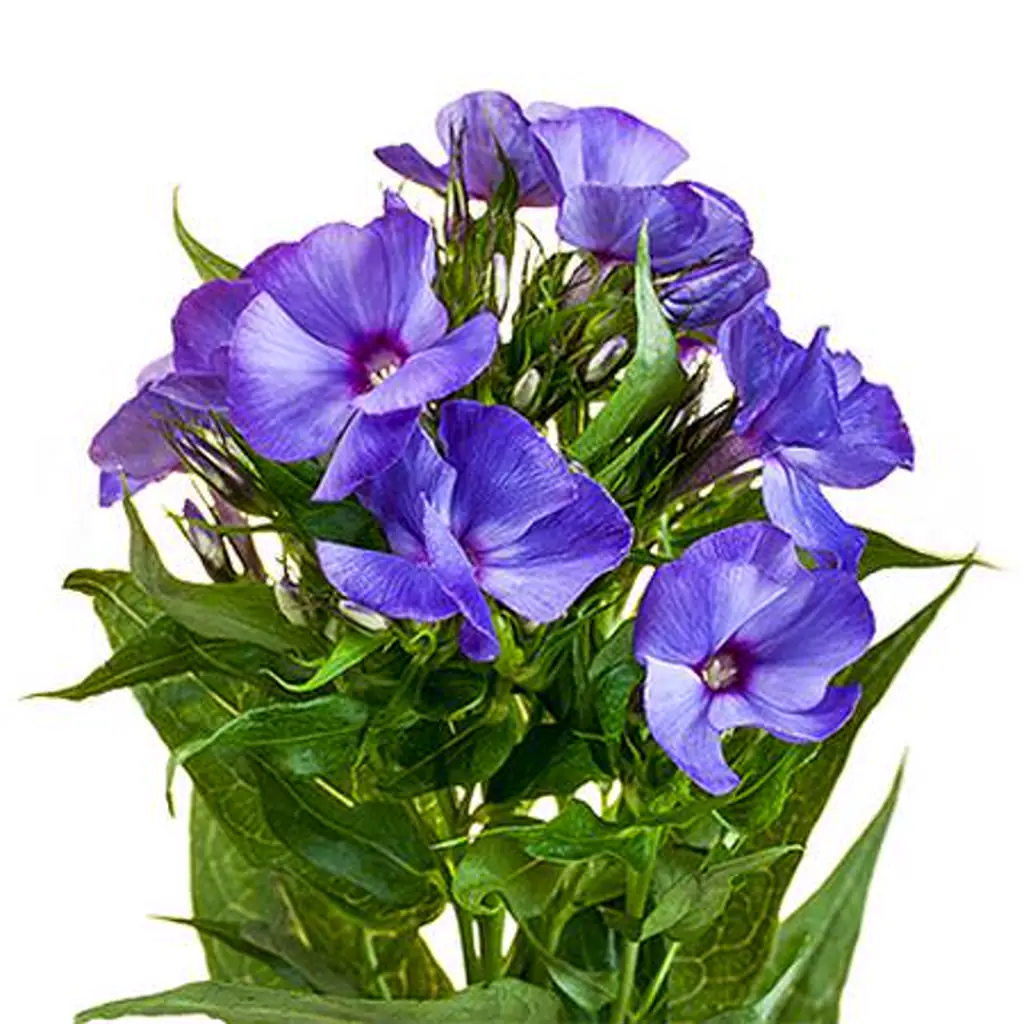 Флокс ван гог