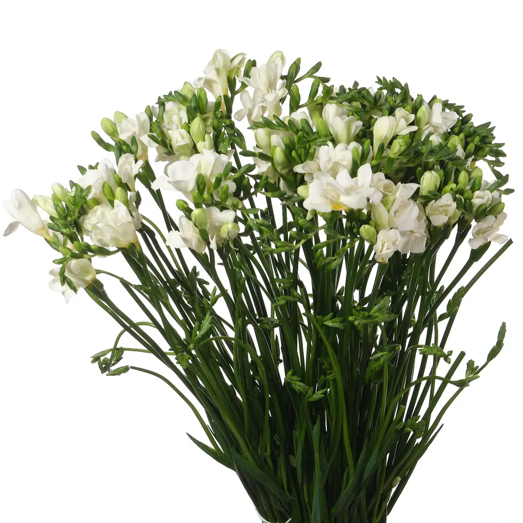 Фрезия эн амбианс