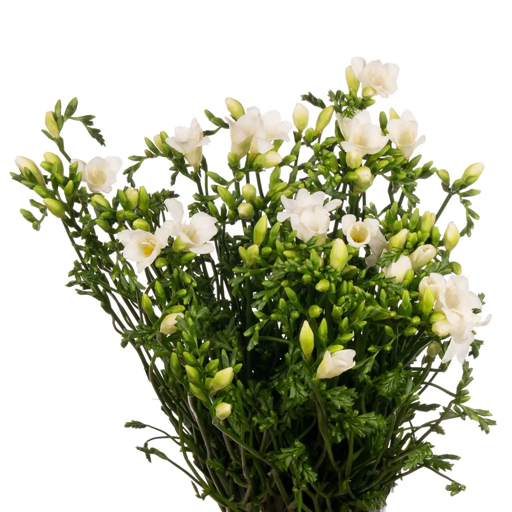 Фрезия эн авеню