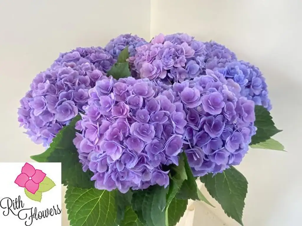 Гидрангия роял мэджести блу