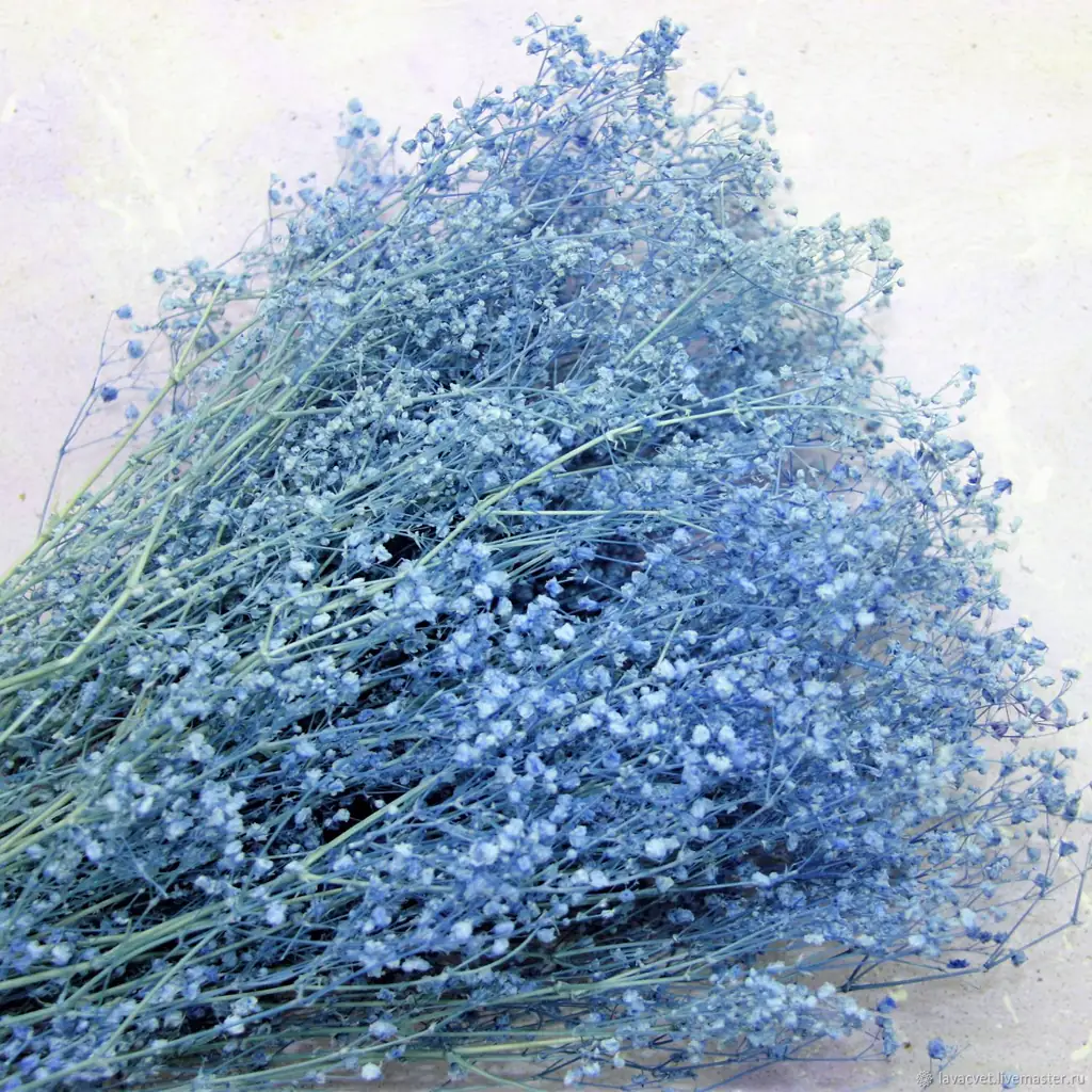 Гипсофила краш. аврора синяя